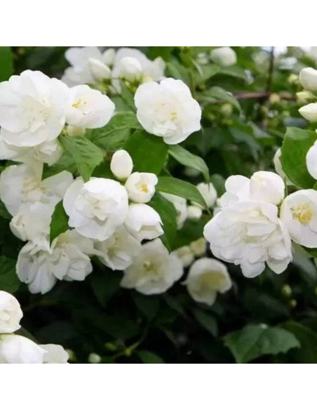 Girandole Philadelphus Jaśminowiec