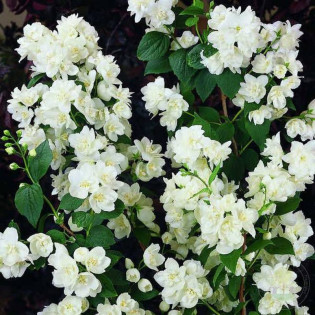 Girandole Philadelphus Jaśminowiec 2