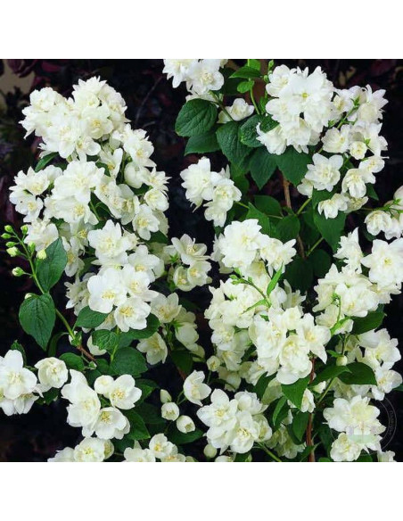 Jaśminowiec Girandole Philadelphus