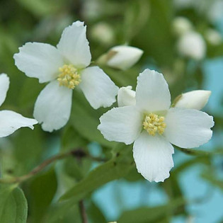 Jaśminowiec Erectus Philadelphus