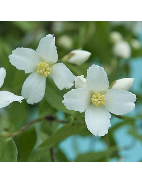 Jaśminowiec Erectus Philadelphus