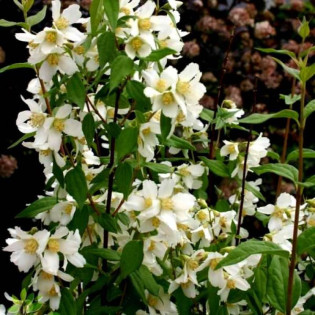 Jaśminowiec Erectus Philadelphus 2