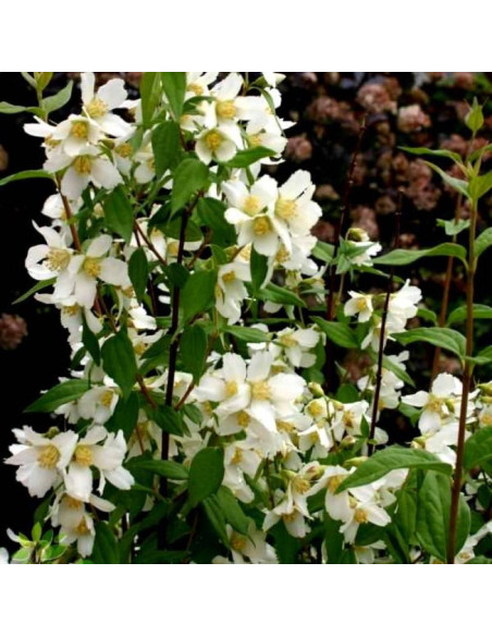 Erectus Philadelphus Jaśminowiec