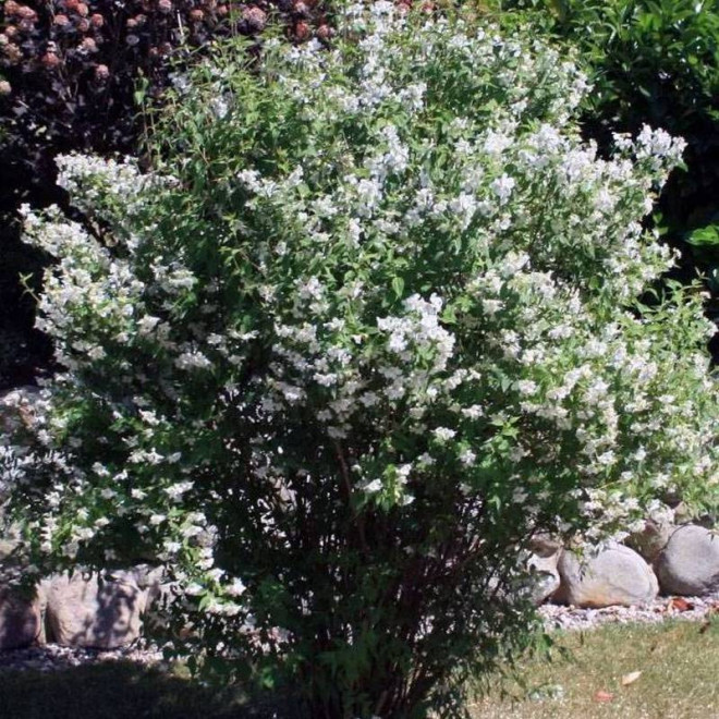 Jaśminowiec Philadelphus Erectus Jaśminowiec Philadelphus Erectus