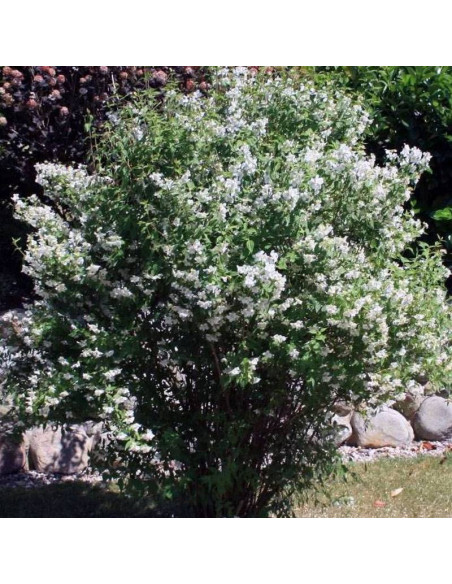 Jaśminowiec Philadelphus Erectus