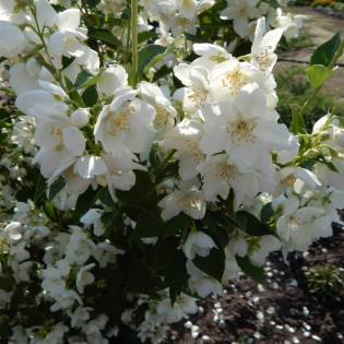 Biały Karzeł Philadelphus Jaśminowiec