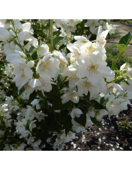 Biały Karzeł Philadelphus Jaśminowiec