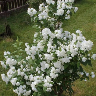 Biały Karzeł Philadelphus Jaśminowiec 2