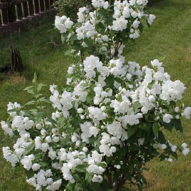 Jaśminowiec Biały Karzeł Philadelphus