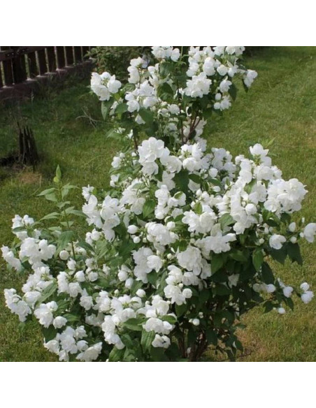 Jaśminowiec Biały Karzeł Philadelphus