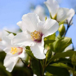 Beauclerk Philadelphus Jaśminowiec