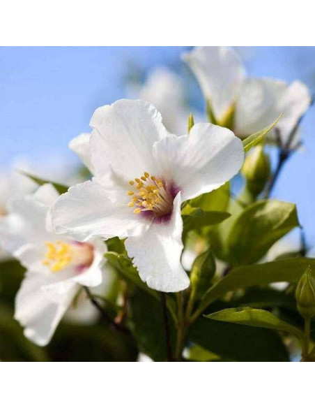 Beauclerk Philadelphus Jaśminowiec