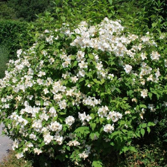 Jaśminowiec Beauclerk Philadelphus