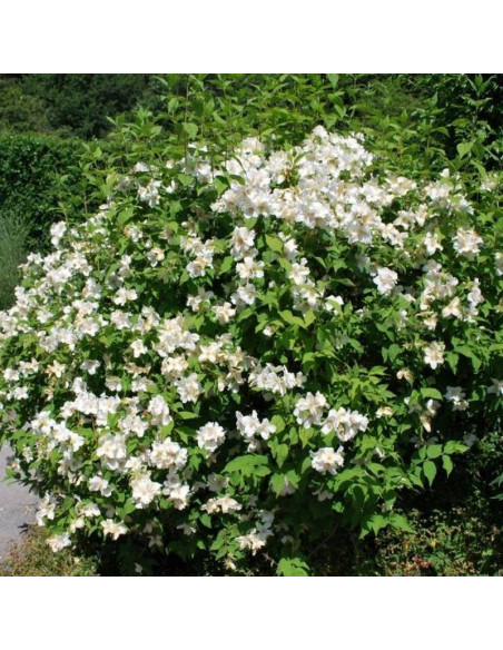 Jaśminowiec Beauclerk Philadelphus