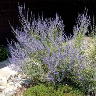 Perowskia bylicowata Perovskia abrotanoides