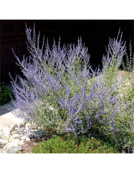 Perowskia bylicowata Perovskia abrotanoides