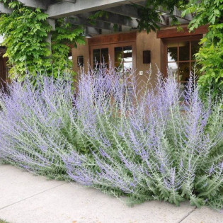 Perowskia bylicowata Perovskia abrotanoides 2