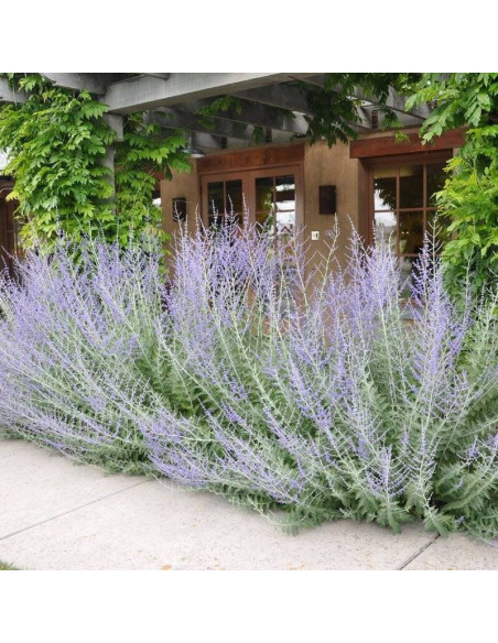 Perovskia abrotanoides Perowskia bylicowata