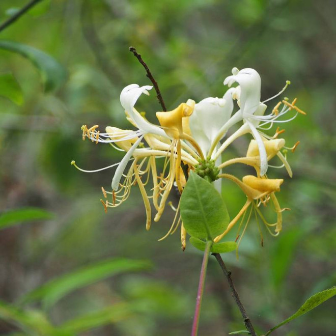 Wiciokrzew pomorski Lonicera periclymenum