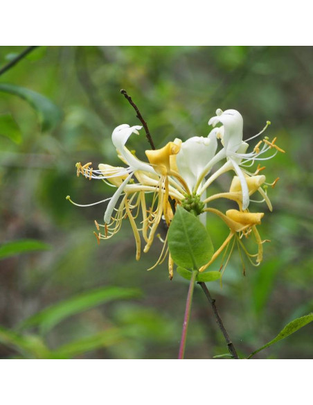 Wiciokrzew pomorski Lonicera periclymenum