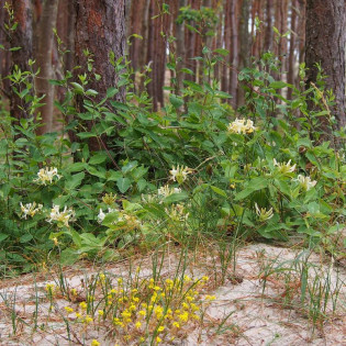 Wiciokrzew pomorski Lonicera periclymenum 2
