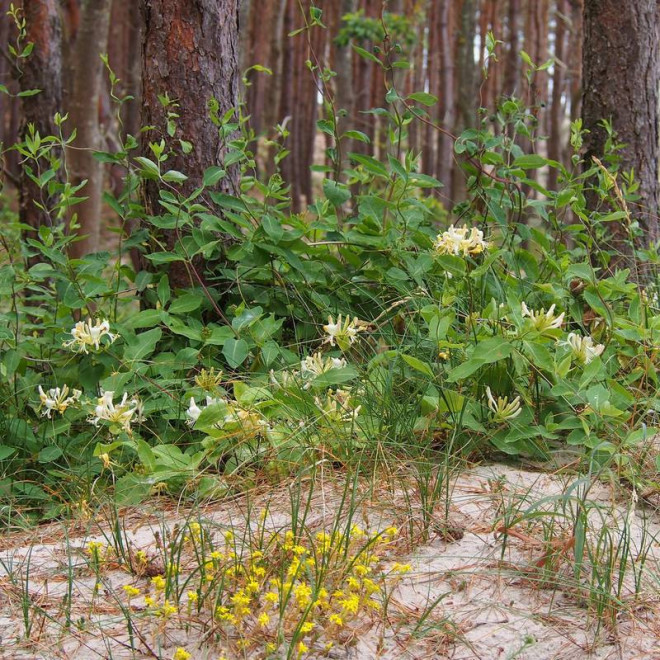 Lonicera periclymenum Wiciokrzew pomorski