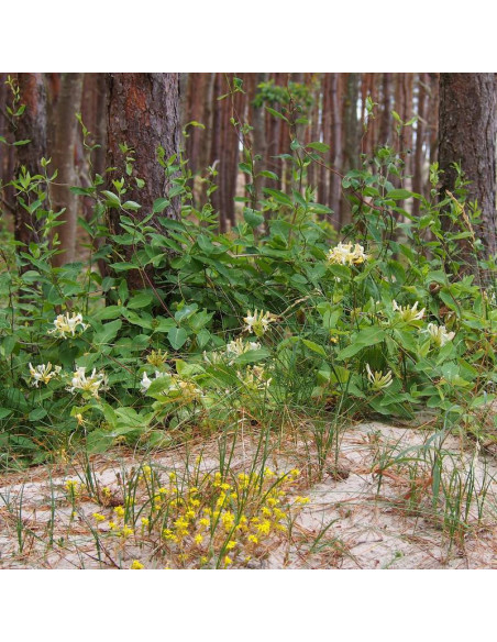 Lonicera periclymenum Wiciokrzew pomorski