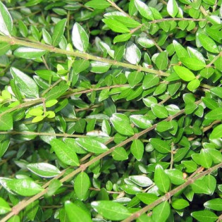 suchodrzew mirtolistny  Elegant Lonicera nitida