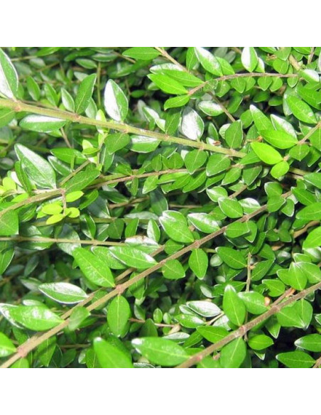 suchodrzew mirtolistny  Elegant Lonicera nitida