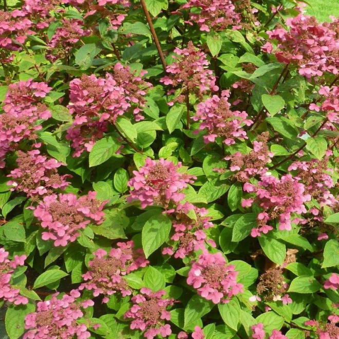 Magical Flame PBR Hortensja bukietowa Hydrangea paniculata