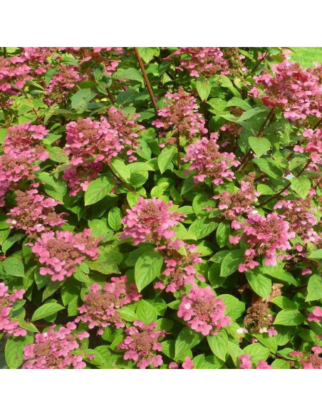 Magical Flame PBR Hortensja bukietowa Hydrangea paniculata