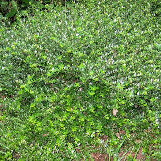 suchodrzew mirtolistny  Elegant Lonicera nitida 2