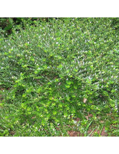 Elegant Lonicera nitida suchodrzew mirtolistny