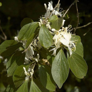 Lonicera maackii Wiciokrzew Maacka 2
