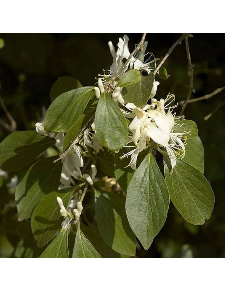 Wiciokrzew Maacka Lonicera maackii