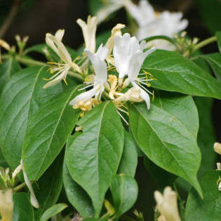 Lonicera maackii Wiciokrzew Maacka