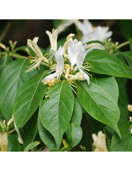 Lonicera maackii Wiciokrzew Maacka