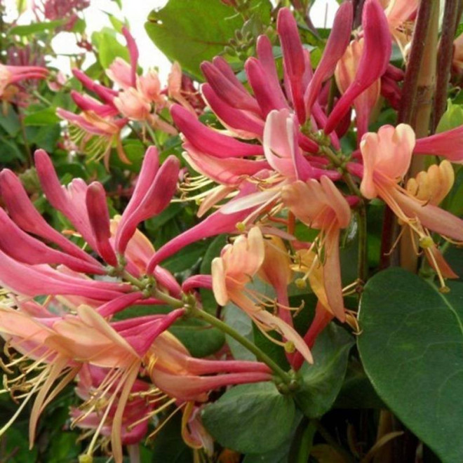 Wiciokrzew japoński American Beauty Lonicera japonica