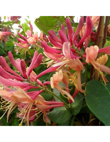 Wiciokrzew japoński American Beauty Lonicera japonica