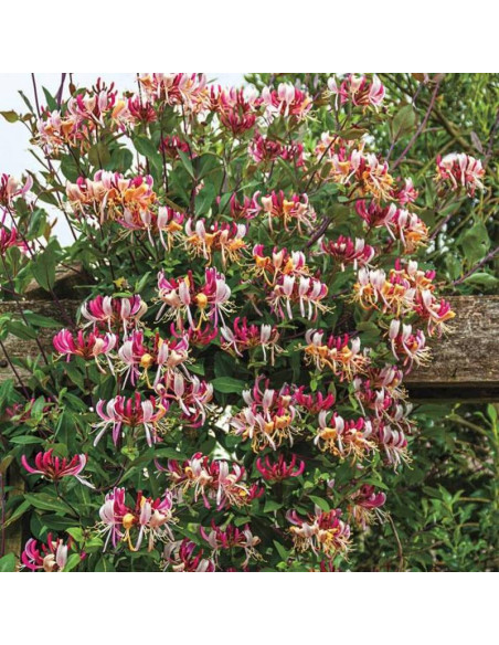 American Beauty Lonicera japonica Wiciokrzew japoński