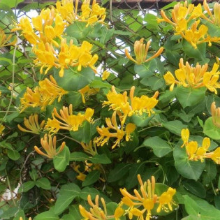 Lonicera tellmanniana Wiciokrzew Tellmanna 2
