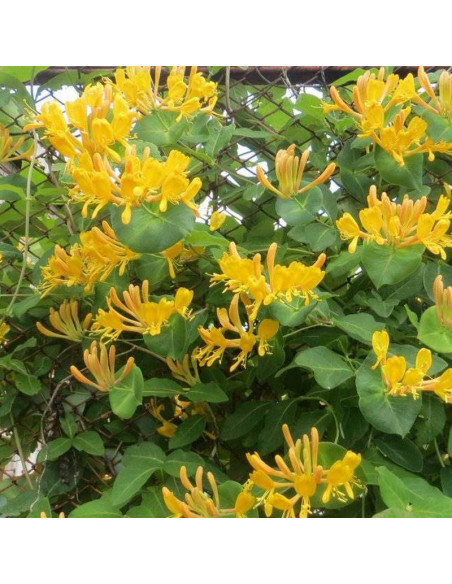 Wiciokrzew Tellmanna Lonicera tellmanniana