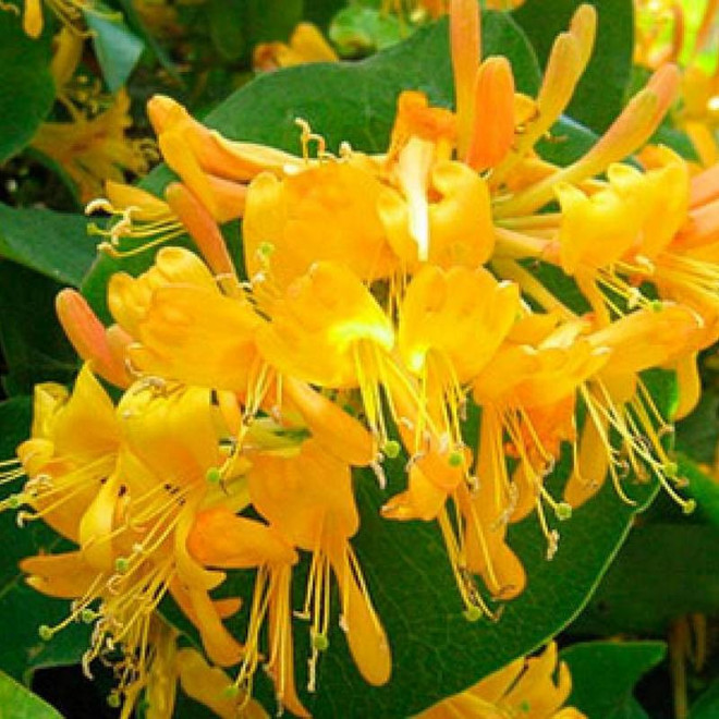Tellmanna Lonicera tellmanniana Wiciokrzew