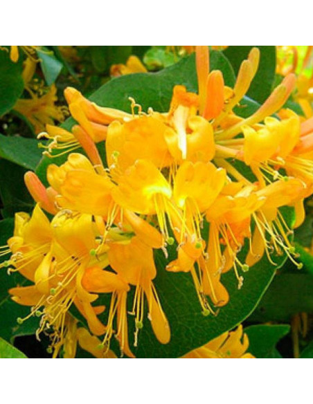 Tellmanna Lonicera tellmanniana Wiciokrzew