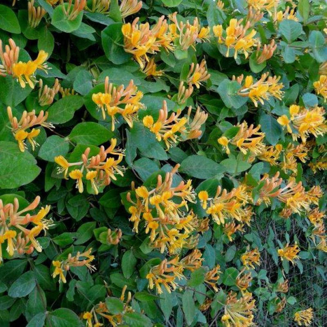 Lonicera tellmanniana Wiciokrzew Tellmanna