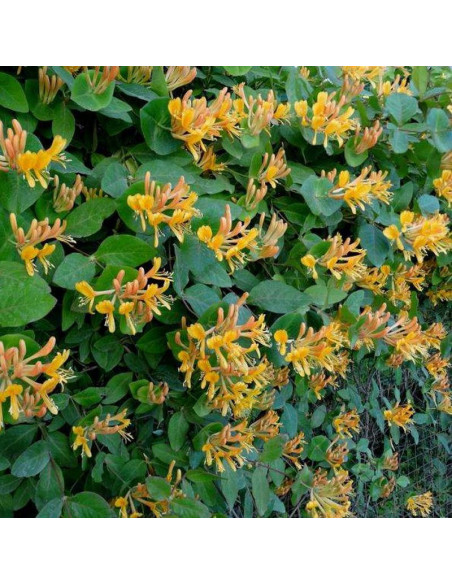 Lonicera tellmanniana Wiciokrzew Tellmanna