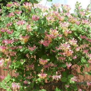 Lonicera heckrottii Wiciokrzew Heckrotta 2
