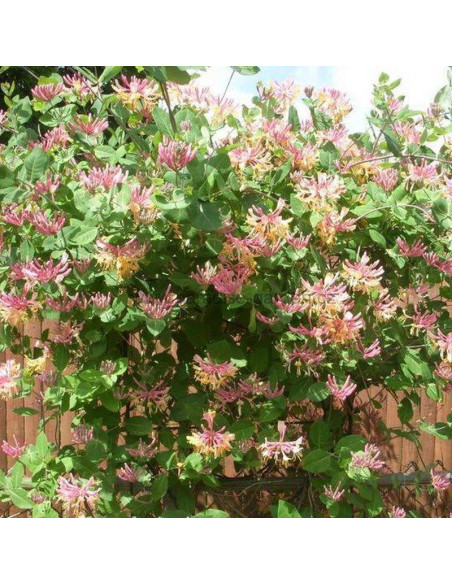 Wiciokrzew Heckrotta Lonicera heckrottii