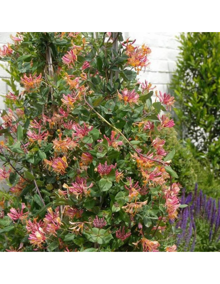 Lonicera heckrottii Wiciokrzew Heckrotta