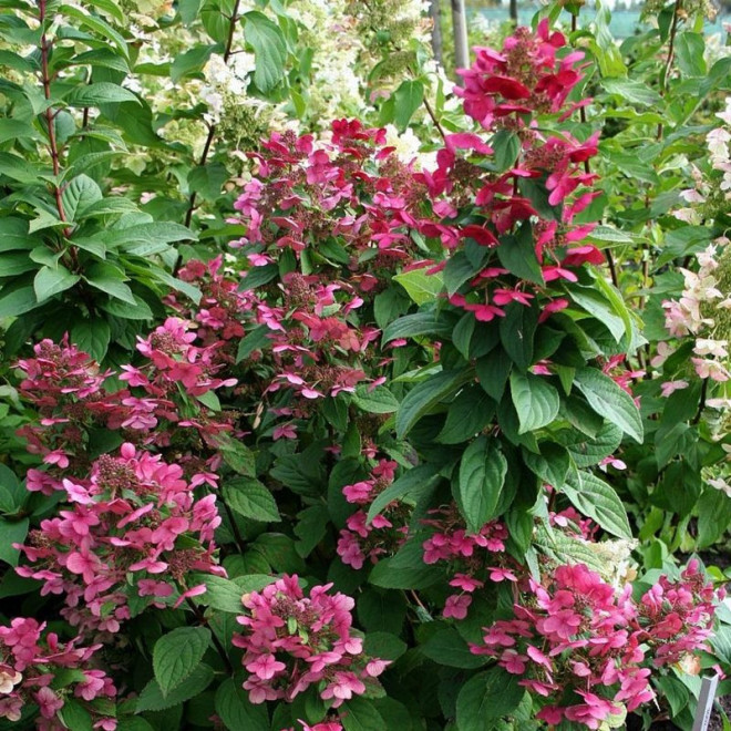 Hortensja bukietowa Magical Flame PBR Hydrangea paniculata